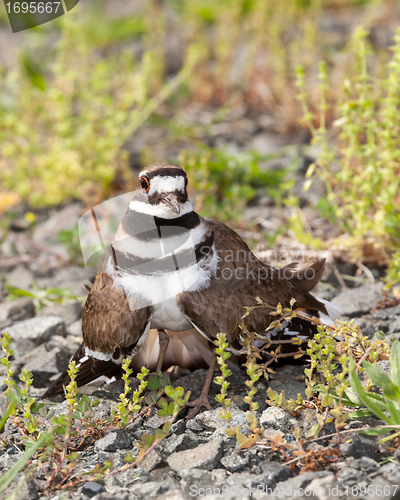 Image of Killdeer bird defending its nest