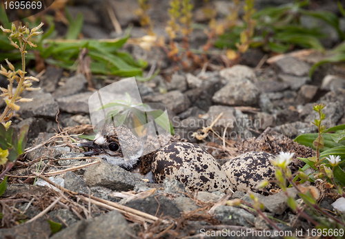 Image of Baby Killdeer chick in nest with eggs