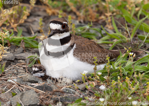 Image of Killdeer bird sitting on nest with young