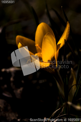 Image of yellow crocus