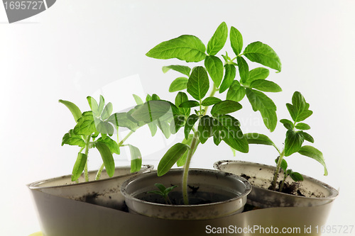 Image of tomato seedlings