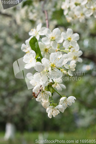 Image of Apricot bloom