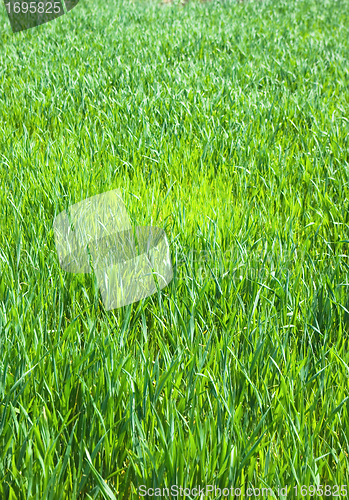 Image of grass