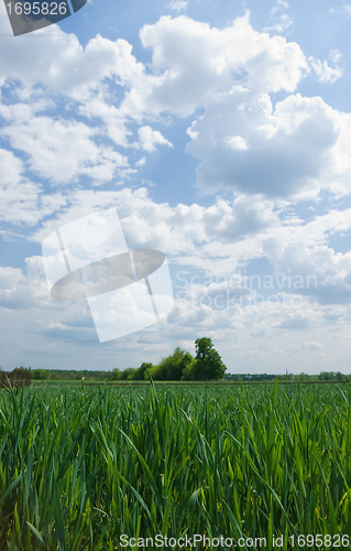 Image of green fields
