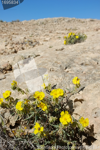 Image of Sudnrop on rocky soil