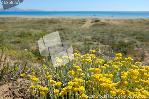 Image of Everlasting flowers