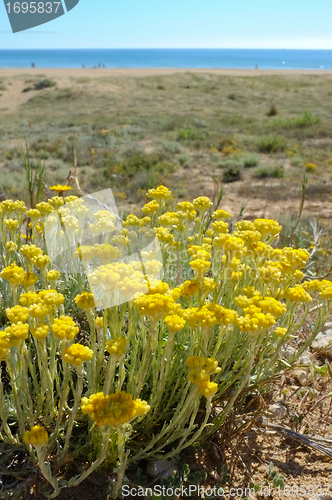 Image of Everlasting shrub