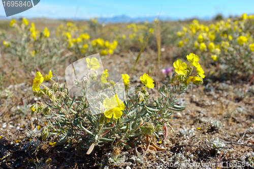 Image of Sundrop flowers