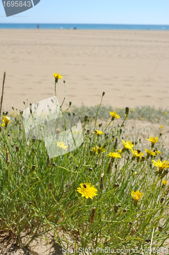 Image of Marigold on the beach