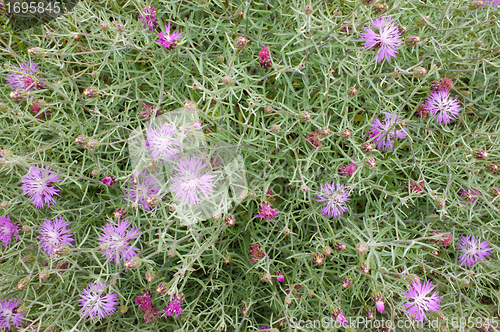 Image of Starthistle