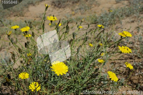 Image of Marigold