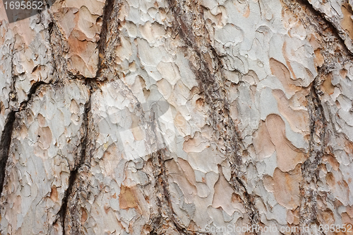 Image of Bark