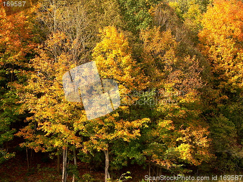 Image of Golden tree
