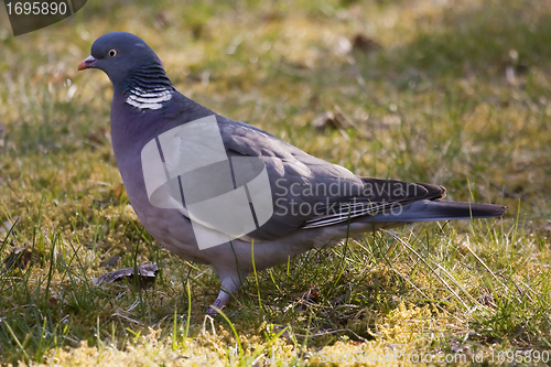 Image of wood pigeon