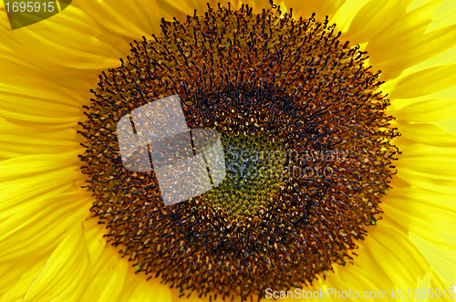 Image of Sunflower