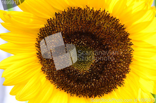 Image of Sunflower