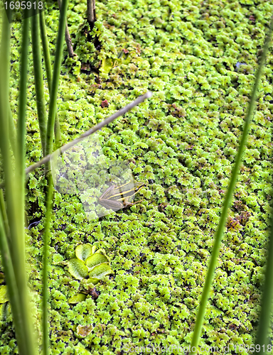 Image of Green Frog