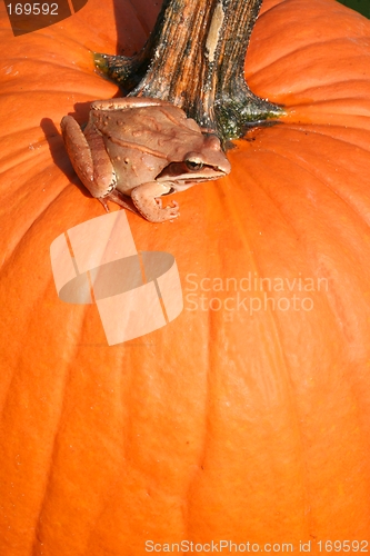 Image of Toad on the Pumpkin