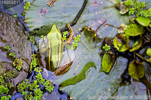 Image of Green Frog