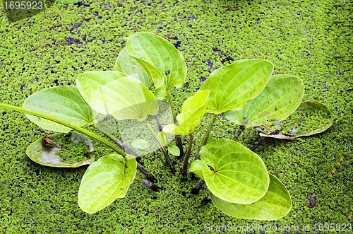 Image of Water Plant