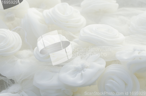 Image of White Rose