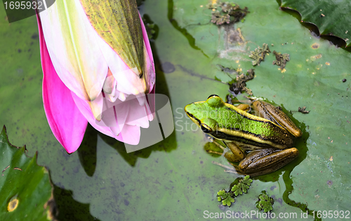 Image of Green Frog