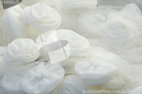 Image of White Rose