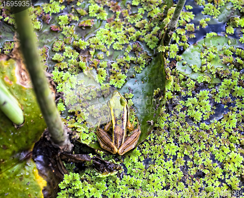 Image of Green Frog
