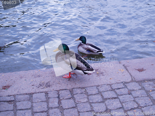 Image of Ducks