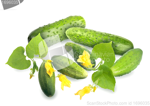 Image of Green cucumbers with leaf and yellow flowers