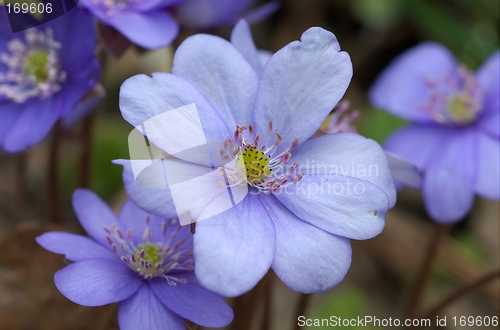 Image of Round-lobed hepatica close-up