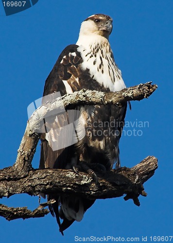 Image of African fish eagle