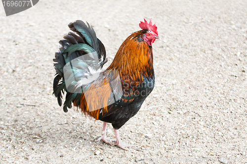 Image of Rooster or Cockerel