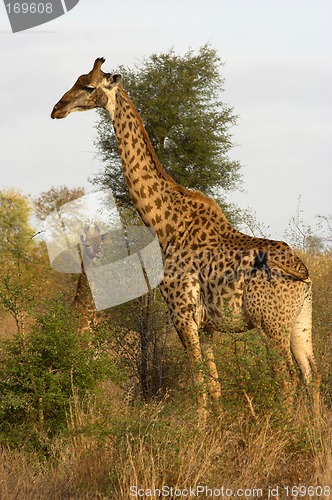 Image of Portrait of a giraffe