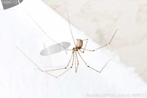 Image of daddy longlegs