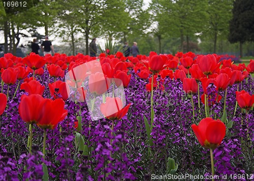 Image of Tulip Field