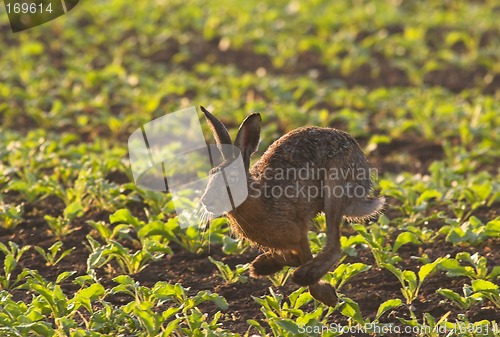 Image of Running Hare