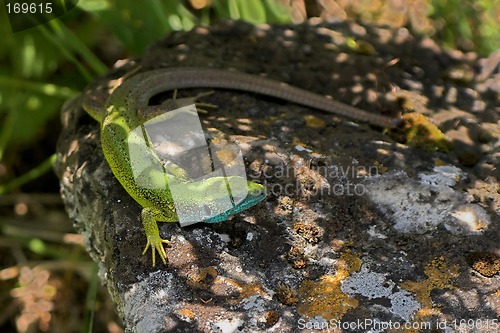 Image of Eastern green lizard.