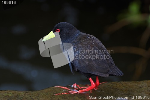 Image of Black Crake