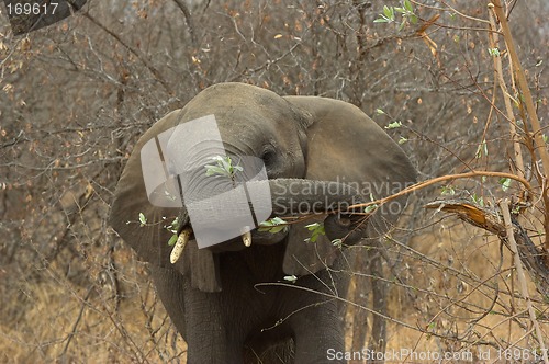 Image of Portrait of an elephant