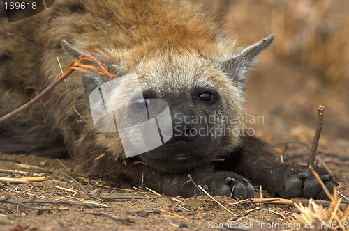 Image of Portrait of a hyena