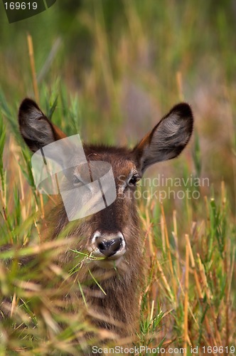 Image of Portrait of a waterbuck