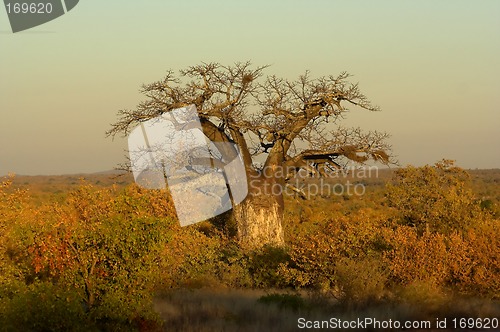 Image of Baobab Tree