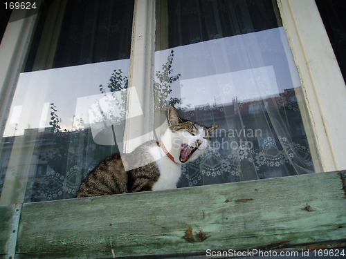 Image of yawning cat