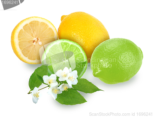 Image of Citrus fruits with branch of jasmine