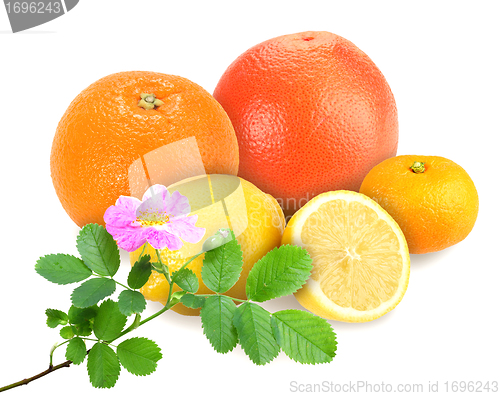 Image of citrus fruits with branch of dog-rose