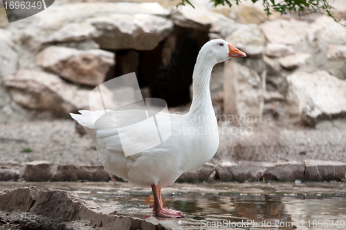 Image of Goose or gander by lake