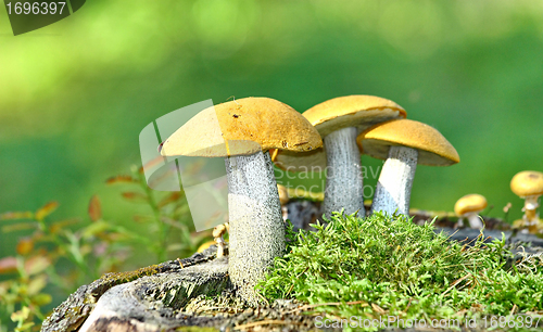 Image of Mushrooms orange cap boletus on the moss