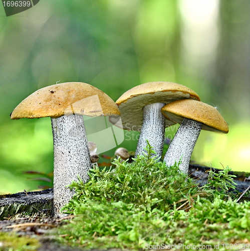 Image of Mushrooms orange cap boletus 