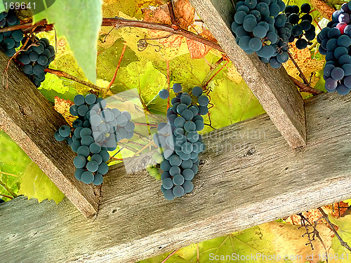 Image of Vineyard 2